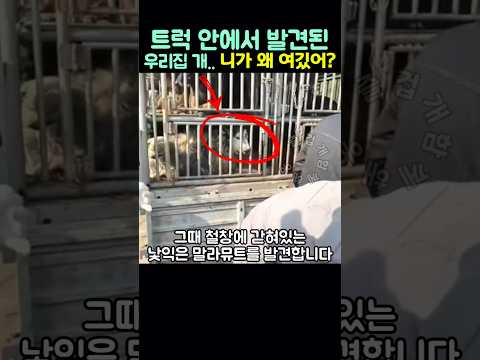 트럭 안에서 발견된 우리집 개.. 니가 왜 여깄어?! thumbnail