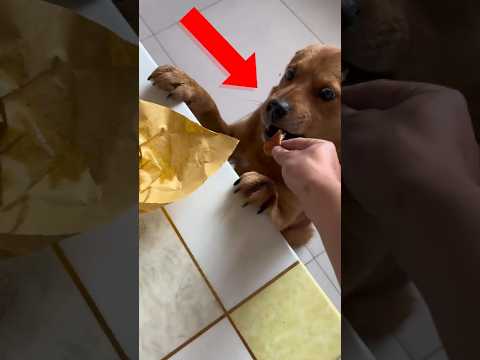 เขาทรยศหมาของตัวเอง 😂🐶 thumbnail