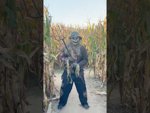 This Scarecrow is following me... (he's alive) thumbnail