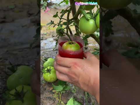 نقع الطماطم في سائل أحمر — طريقة بستنة thumbnail