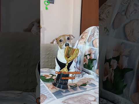 La dieta non è amica 😂 #merybijouesciarpina #comedy #jackrussell thumbnail