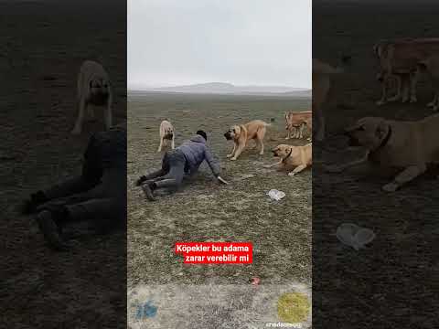 köpek sürüsüne kafa tutan cesur adam #köpek #cahitcebe thumbnail
