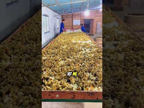 Vì sao người ta phải phủ chăn lên hàng trăm chú vịt con 🤯 thumbnail