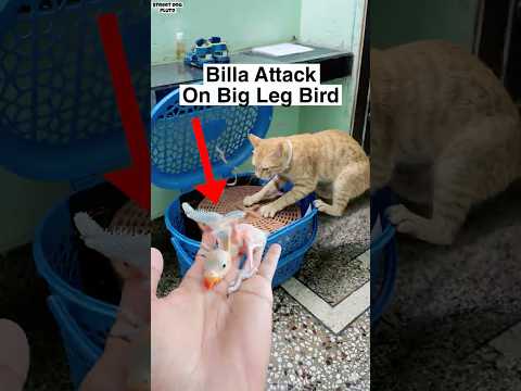 Billa Attack on Bird Baby ? thumbnail