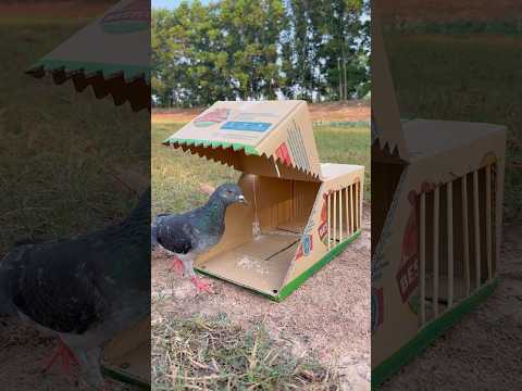 Awesome Unique Pigeon Trap Using Cardboard Box #youtubeshorts thumbnail