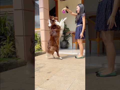 RAIDEN MENARI IKUT TREND COPINES‼️😍🐶 #shorts #anjinglucu thumbnail