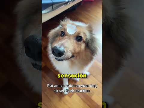 Este truco con hielo revela cómo es realmente tu perro ?❄️ thumbnail