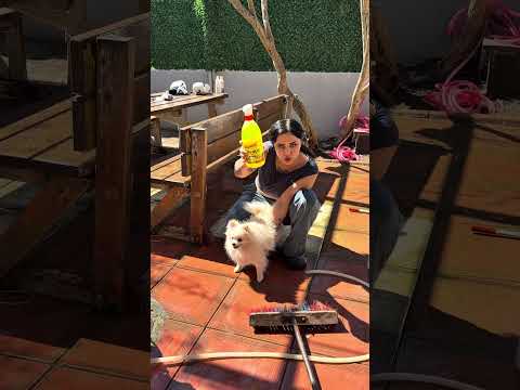 Köpeği bir türlü yıkamadım ya #shortsvideo #sorts #youtubeshorts thumbnail