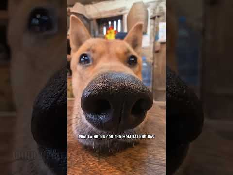 Chó trong mắt chó như thế nào mới là đẹp #shorts thumbnail