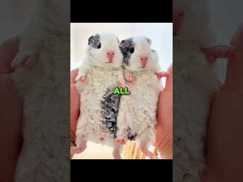 Guinea Pig will never tell you these things! thumbnail
