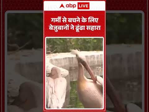 Viral Video: गर्मी से बचने के लिए  |ABPLIVE thumbnail