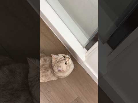 More than just a cat 😊 #cats #catsofyoutube #petlovers #cute #catlovers thumbnail