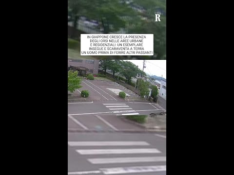 In Giappone un orso insegue e scaraventa a terra un uomo prima di ferire dei passanti thumbnail