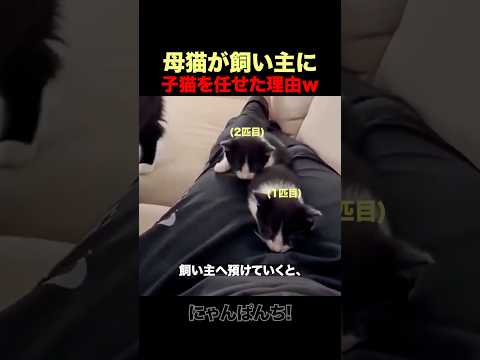 猫が飼い主に子猫を任せた理由ｗ thumbnail