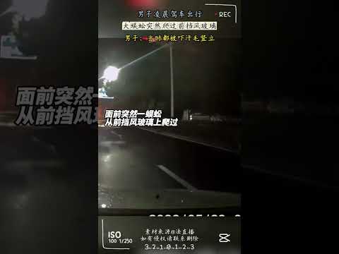 男子凌晨駕車出行，大蜈蚣突然爬過前擋風玻璃，男子：當時都被嚇汗毛豎立。 thumbnail