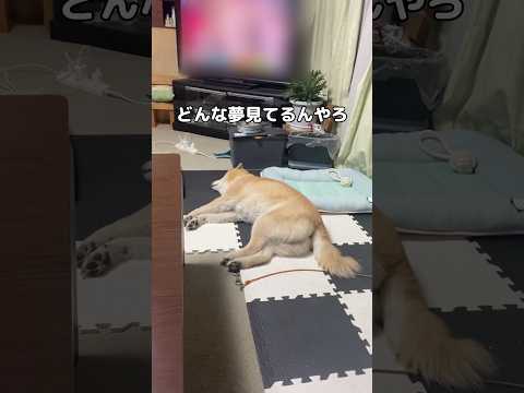 犬ってどんな夢見るんだろう？楽しかったお散歩とか美味しかったごはんとか思い出したりもするのかな？ #豆柴 #柴犬 #shorts thumbnail