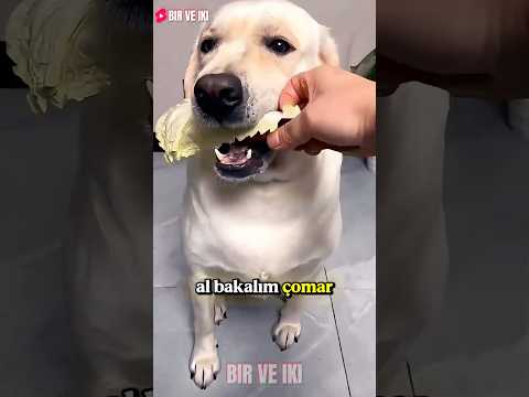 Kurnaz Köpek Küçük Tavuğu Kardeşine Verdi Ve Yakalandı! 😲🍗 thumbnail