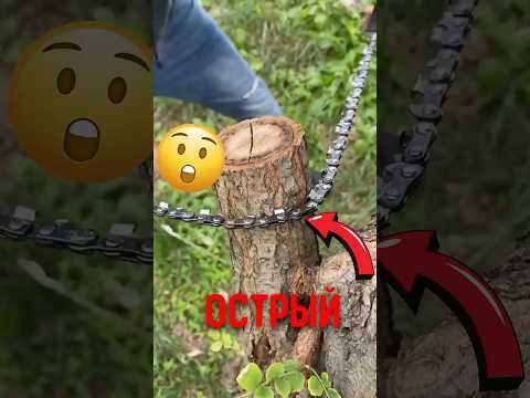 🌲 Карманная пила удивила всех! #карманнаяпила #цепнаяпила #инструменты thumbnail