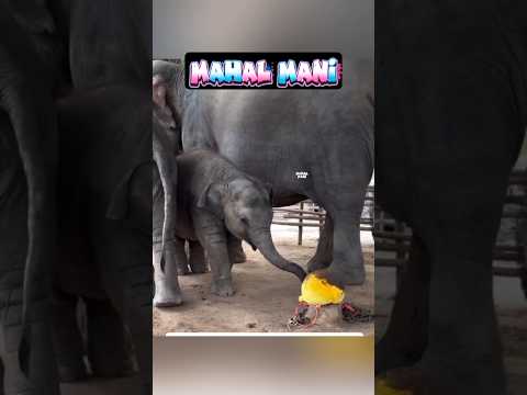 குட்டி கோல்டு ? மம்மி ? பாரம்பரியமான பரம்பரையா யூஸ் பண்ணிக்கிட்டு இருக்க அடுப்புல என்ன பொங்கிட்டு ? thumbnail