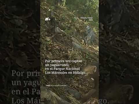 Por primera vez captan a un Yaguarundi en el Parque Nacional Los Mármoles, en Hidalgo thumbnail