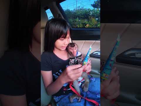Kalo ada maunya pasti baik sama Key 🤭🤣 #shortvideo #short #monkey #monyet thumbnail