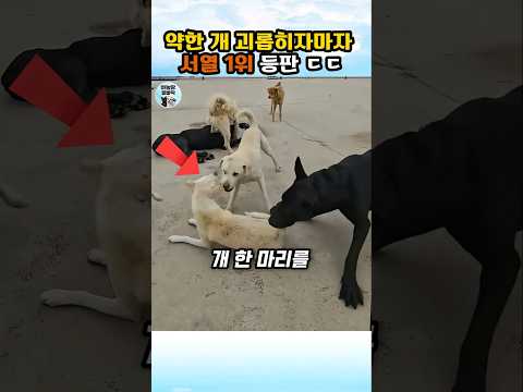 괴롭힘당하는 강아지를 지켜주는 진짜 대장의 위엄 #개 #알파독 #dogs thumbnail