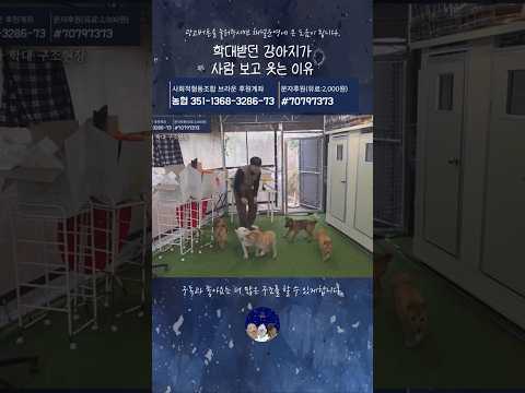 학대받던 강아지가 사람 보고 웃는 이유 thumbnail