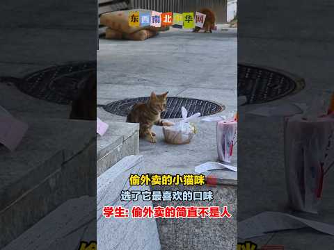 偷外卖的小猫咪 thumbnail