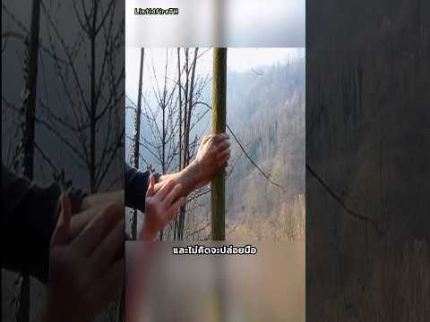 ถ้านำมือมาเกาะต้นไม้นานหลายปี ! thumbnail