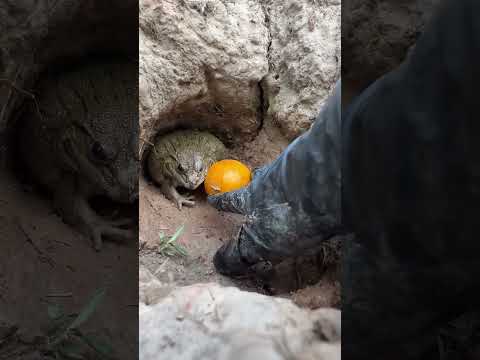 Sinh Vật Đáng Sợ Nhất Thế Giới #haongchu thumbnail