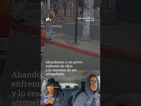 Miran el momento exacto en que abandonan a un perro y lo rescatan de ser atropellado | N+ thumbnail