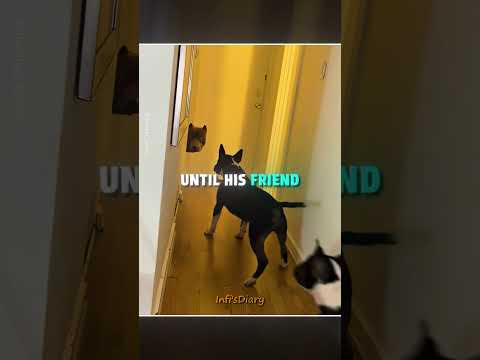 Owner pranked his Two Dogs ?? #shorts thumbnail