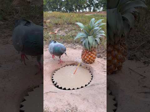 Technique DIY Pigeon Trap Using Paper #youtubeshorts thumbnail