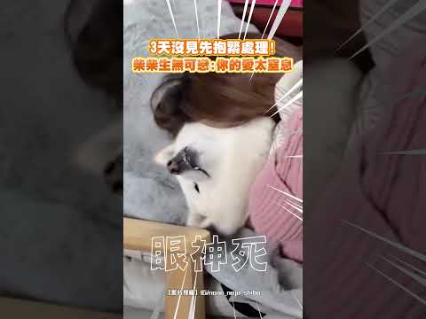 3天沒見先抱緊處理！柴柴生無可戀:你的愛太窒息 #shorts @ChinaTimes thumbnail