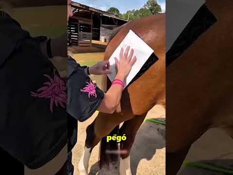 Esta Chica Le Hizo Un Diseño Con Pegatinas A Su Caballo 😲 thumbnail