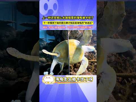 上一秒還在擔心水族館裡的海龜被卡住了，下一秒看到下面的提示牌才知這是海龜的"休息區"，網友：好多人替海龜求救，工作人員不得不張貼提示牌了！#shorts thumbnail