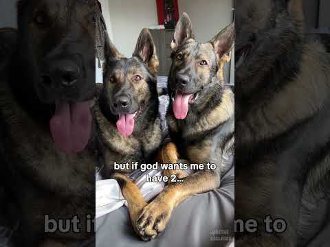 Crazy Dog Lady thumbnail