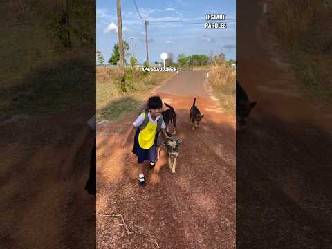 Ces chiens attendent l’arrivée du bus scolaire puis accueillent cette fille qui rentre de l’école thumbnail