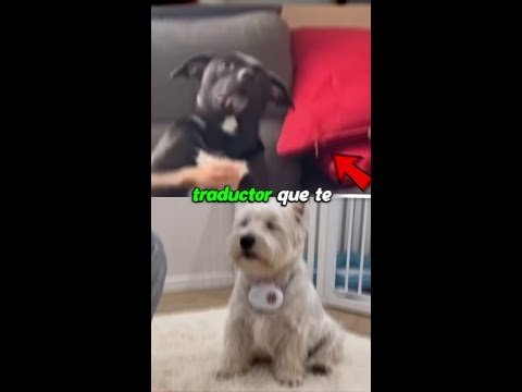 Ya puedes tener el traductor que te hace hablar con tu perro, con tu gato y con tu loro. thumbnail