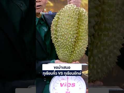 ขอนำเสนอ ทุเรียนจิ๋ว VS ทุเรียนยักษ์ thumbnail