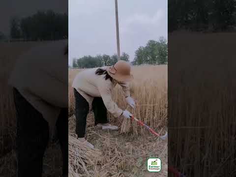 An Ancient Tool for Harvesting Wheat—Superior to the Sickle thumbnail