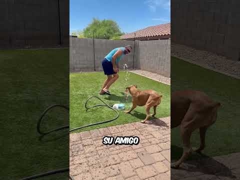 Le ENSEÑÓ a su MEJOR AMIGO a USAR su NUEVO REGALO que le HIZO muy FELIZ y SORPRENDIÓ a TODOS thumbnail