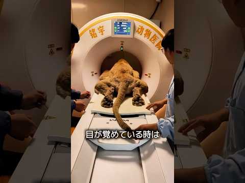 CTスキャンを受ける動物たち thumbnail