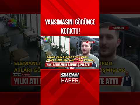 Yılka atı kafenin camına çifte attı #showanahaber #shorts thumbnail