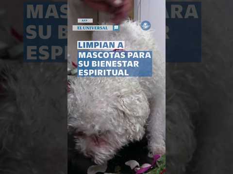 Curanderos quitan mal de ojo y alinean chakras de... ¡perritos y gatitos! #shorts thumbnail