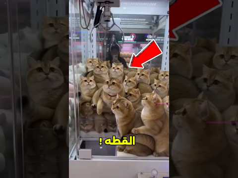 اختار القطة الصغيرة اللي هتاخدها! 😱#shorts thumbnail