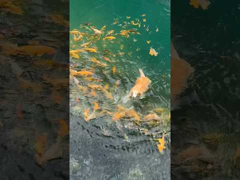 Never seen a Golden Koi Retriever before 🥹🐠 thumbnail