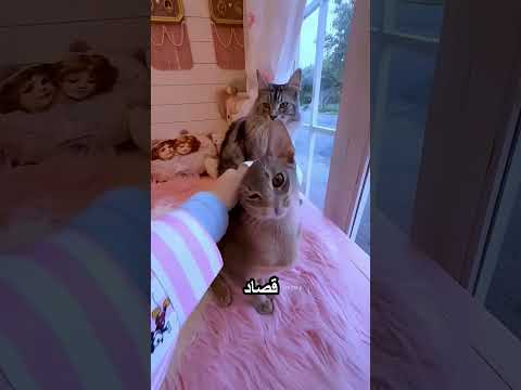 جالها اجمل بيت بينك thumbnail