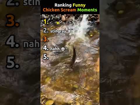 Ranking Funny Chicken Scream Moments #funny #tiktok thumbnail