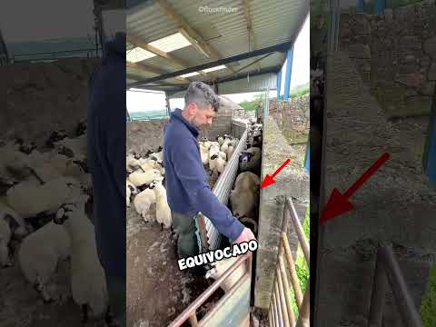 La pequeña oveja intentó escapar 😱🐑 #shorts thumbnail